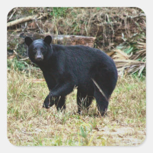 Sticker Carré Ours noir de Floride