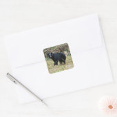 Sticker Carré Ours noir de Floride (Enveloppe)