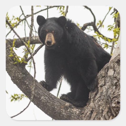 Sticker Carré Ours noir Escalade (Devant)