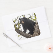 Sticker Carré Ours noir Escalade (Enveloppe)