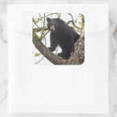 Sticker Carré Ours noir Escalade (Sac)