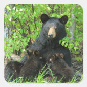 Sticker Carré Ours noir et cubes jumeaux (Devant)