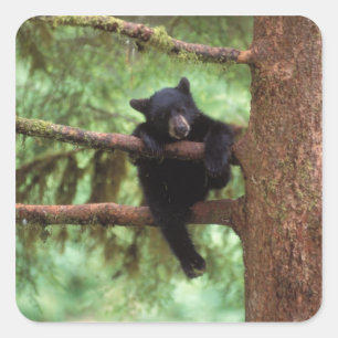 Sticker Carré ours noir, Ursus americanus, petit dans un arbre