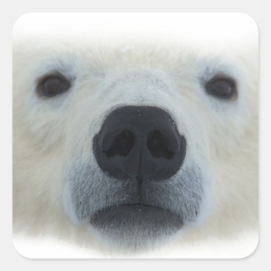 Sticker Carré Ours polaire (Devant)