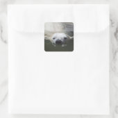 Sticker Carré Ours polaire (Sac)