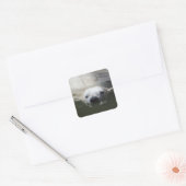 Sticker Carré Ours polaire (Enveloppe)
