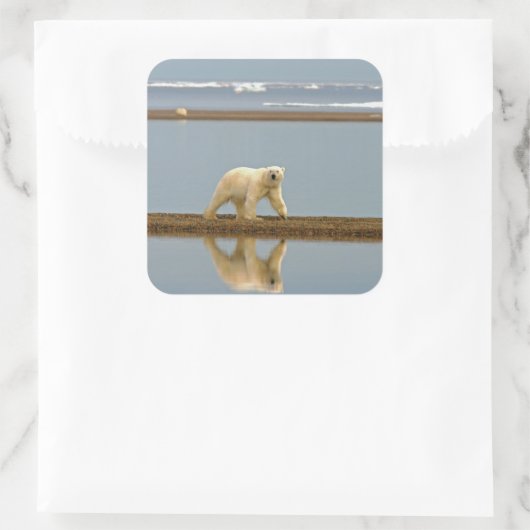 Sticker Carré Ours polaire blanc (Sac)