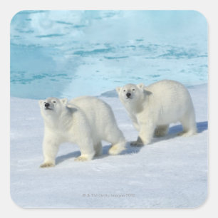 Sticker Carré Ours polaire, deux tasses sur glace, Ursus