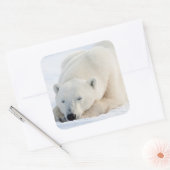 Sticker Carré Ours polaire en hiver (Enveloppe)