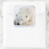 Sticker Carré Ours polaire en hiver (Sac)
