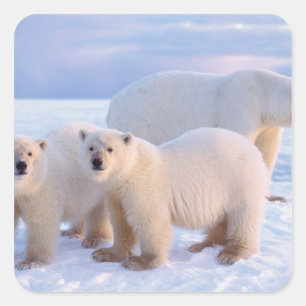Sticker Carré Ours polaire femelle avec des oursons sur la banqu