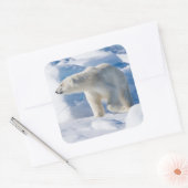 Sticker Carré Ours polaire masculin jeune (Enveloppe)