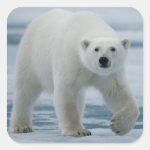 Sticker Carré Ours polaire, Ursus Maritimus, Adulte