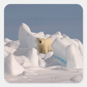 Sticker Carré ours polaire, Ursus maritimus, dans la glace rugue