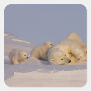 Sticker Carré ours polaire, Ursus maritimus, femelle jouant