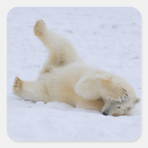 Sticker Carré ours polaire, Ursus maritimus, ourson roulant
