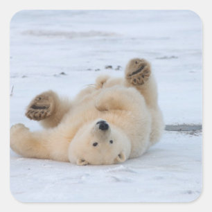 Sticker Carré ours polaire, Ursus maritimus, ourson roulant 3