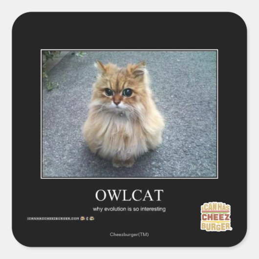 Sticker Carré Owlcat (Devant)