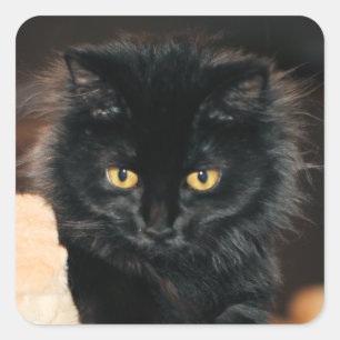 Sticker Carré Owlette