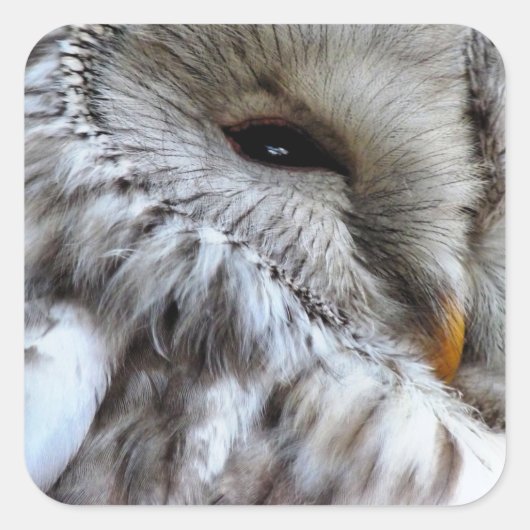 STICKER CARRÉ OWLS (Devant)