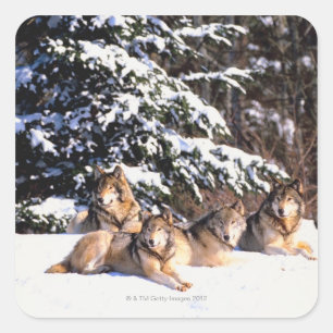 Sticker Carré Pack de loups en hiver