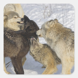 Sticker Carré Pack de loups interagissant