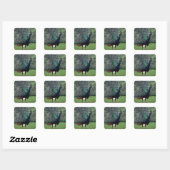 Sticker Carré Pacock (Feuille)