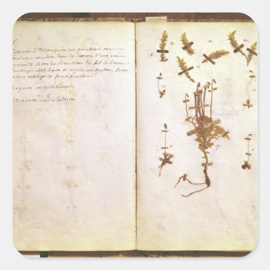 Sticker Carré Page 24 d'un Herbarium (Devant)