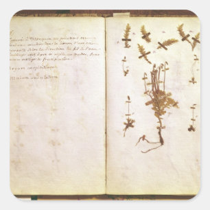 Sticker Carré Page 24 d'un herbier