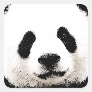 Sticker Carré Panda