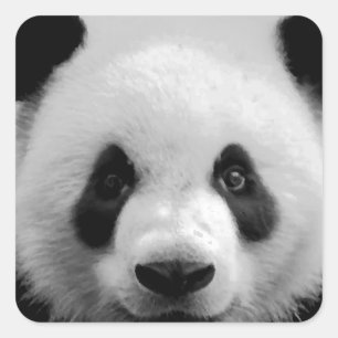 Sticker Carré Panda