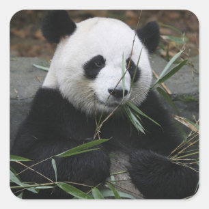 Sticker Carré Panda géant