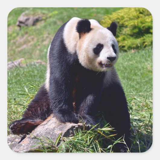 Sticker Carré Panda géant assis sur une pierre (Devant)