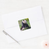 Sticker Carré Panda géant assis sur une pierre (Enveloppe)