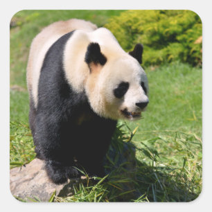 Sticker Carré Panda géant debout sur une pierre