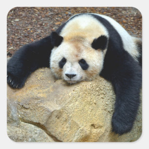 Sticker Carré Panda géant endormi claqué sur un rocher