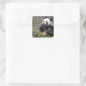 Sticker Carré Panda géant mangeant du bambou (Sac)