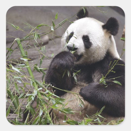 Sticker Carré Panda géant mangeant du bambou (Devant)