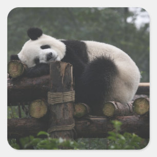 Sticker Carré pandas géants à la Protection du panda géant