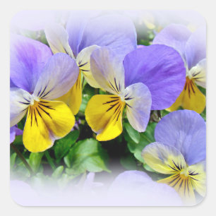 Sticker Carré Pansies jaune et violet