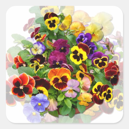 Sticker Carré PANSY BEAUTY ~Stickers Carrés (Devant)