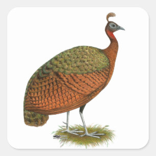 Sticker Carré Paon : Congo Peahen
