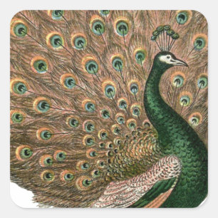Sticker Carré Paon d'art vintage (paon) plummage or vert