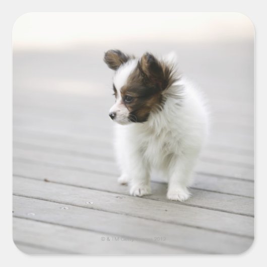 Sticker Carré Papillon (Devant)