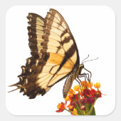 Sticker Carré Papillon à queue noire sur la fleur d'algue (Devant)