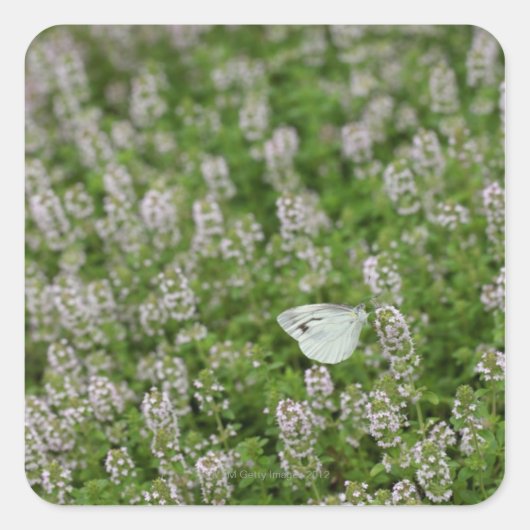 Sticker Carré Papillon au thym rampant (Devant)