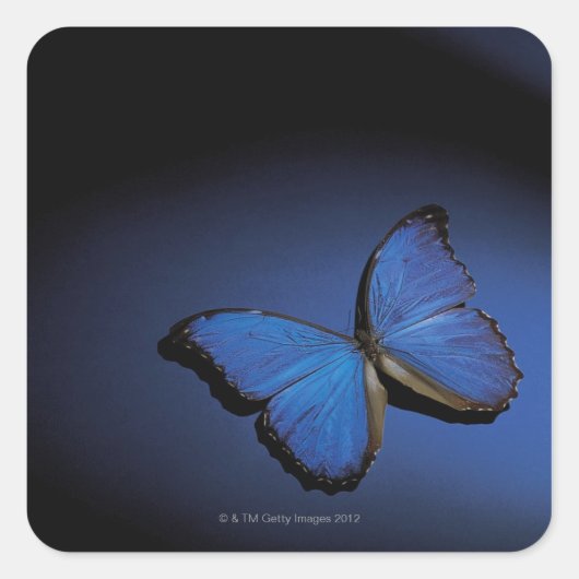 Sticker Carré Papillon bleu (Devant)