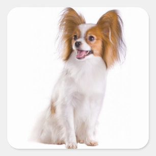 Sticker Carré Papillon Chiot - Aime les chiots, Bonjour