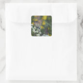 Sticker Carré papillon de skipper sur une fleur (Sac)