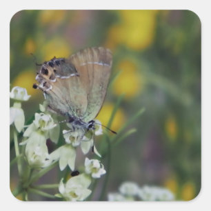 Sticker Carré papillon de skipper sur une fleur